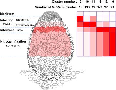 Why Should Nodule Cysteine-Rich (NCR) Peptides Be Absent From Nodules of Some Groups of Legumes but Essential for Symbiotic N-Fixation in Others?